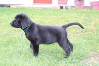 Hope pup Green, a male Labrador Retriever for sale in Crewe, VA – 5 of 9
