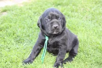 Hope pup Green, a male Labrador Retriever for sale in Crewe, VA – Photo 1 of 3