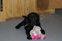 Hope pup Green, a male Labrador Retriever for sale in Crewe, VA – 4 of 9