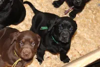 Hope pup Green, a male Labrador Retriever for sale in Crewe, VA – 6 of 9