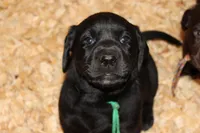 Hope pup Green, a male Labrador Retriever for sale in Crewe, VA – 8 of 9