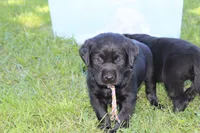 Grace pup Black female Rainbow, a female Labrador Retriever for sale in Crewe, VA – 5 of 7