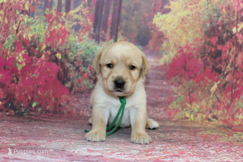 Birdie pup Yellow male green – Labrador Retriever puppy for sale in Crewe, VA