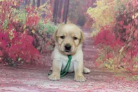 Birdie pup Yellow male green, a male Labrador Retriever for sale in Crewe, VA – 1 of 6