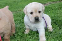 Happy Pup Purple, a female Labrador Retriever for sale in Crewe, VA – Photo 5 of 6