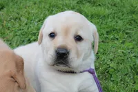 Happy Pup Purple, a female Labrador Retriever for sale in Crewe, VA – Photo 4 of 6
