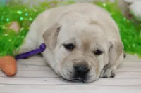 Happy Pup Purple, a female Labrador Retriever for sale in Crewe, VA – Photo 2 of 6