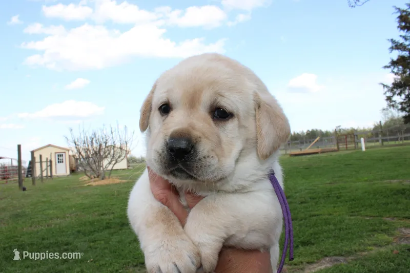 Happy Pup Purple – Labrador Retriever puppy for sale in Crewe, VA