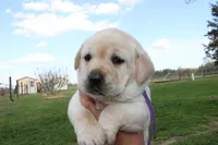 Happy Pup Purple, a female Labrador Retriever for sale in Crewe, VA – Photo 1 of 6