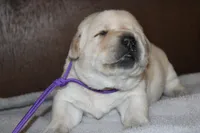 Happy Pup Purple, a female Labrador Retriever for sale in Crewe, VA – Photo 3 of 6