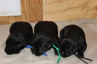Grace pup Black male, a male Labrador Retriever for sale in Crewe, VA – 3 of 4