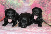 Birdie pup Black Female Rainbow, a male Labrador Retriever for sale in Crewe, VA – 7 of 7