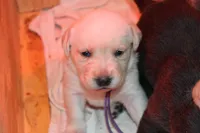 Holly pup purple, a female Labrador Retriever for sale in Crewe, VA – Photo 5 of 7