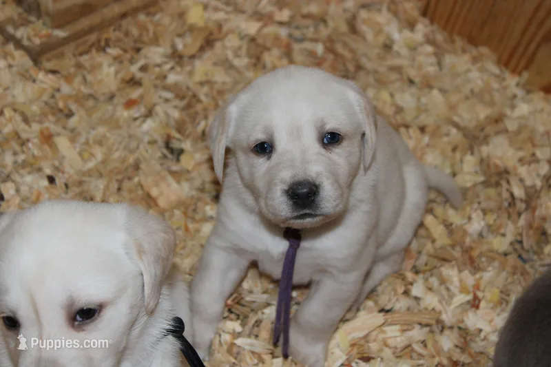 Holly pup purple, a female Labrador Retriever for sale in Crewe, VA – Photo 1 of 7