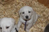 Holly pup purple, a female Labrador Retriever for sale in Crewe, VA – Photo 1 of 7