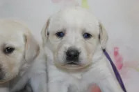 Holly pup purple, a female Labrador Retriever for sale in Crewe, VA – Photo 3 of 7