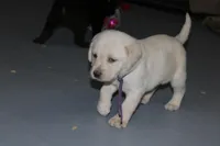 Holly pup purple, a female Labrador Retriever for sale in Crewe, VA – Photo 4 of 7