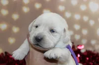 Holly pup purple, a female Labrador Retriever for sale in Crewe, VA – Photo 2 of 7