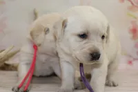 Holly pup purple, a female Labrador Retriever for sale in Crewe, VA – Photo 6 of 7