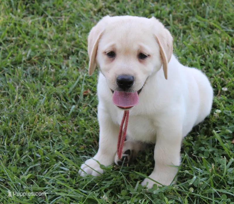 Daisy pup Yellow male Red/white – Labrador Retriever puppy for sale in Crewe, VA
