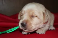 Birdie pup Yellow male green, a male Labrador Retriever for sale in Crewe, VA – 5 of 6