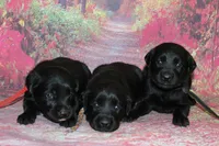 Birdie pup Black Female Black, a male Labrador Retriever for sale in Crewe, VA – 8 of 9