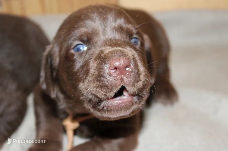 Grace pup Chocolate male – Labrador Retriever puppy for sale in Crewe, VA