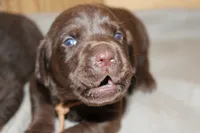 Grace pup Chocolate male, a male Labrador Retriever for sale in Crewe, VA – 1 of 6
