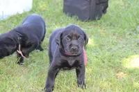 Grace pup Black female Pink, a female Labrador Retriever for sale in Crewe, VA – 6 of 8