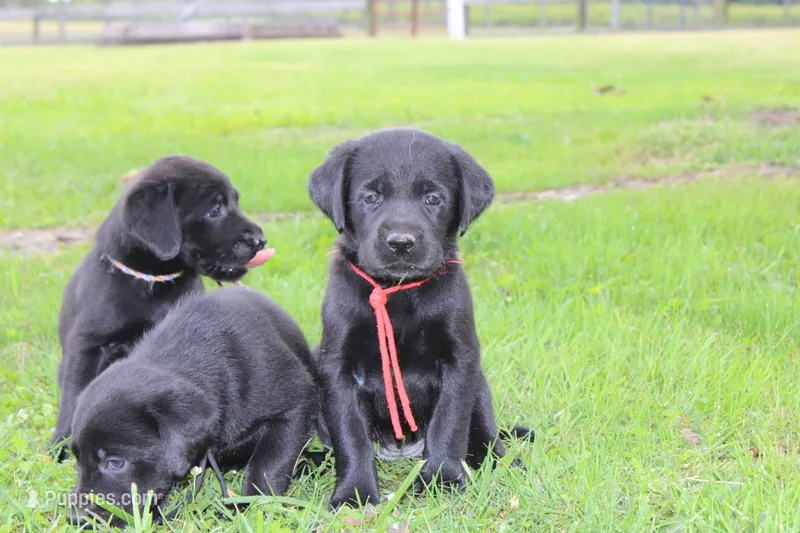 Birdie pup Black Female – Labrador Retriever puppy for sale in Crewe, VA