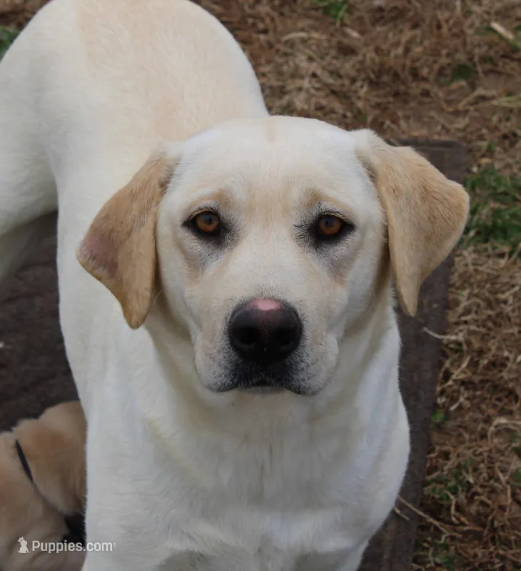 Happy – Labrador Retriever puppy for sale in Crewe, VA