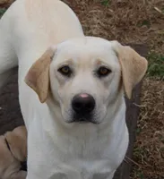 Happy, a female Labrador Retriever for sale in Crewe, VA – 1 of 2