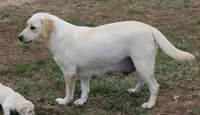 Happy, a female Labrador Retriever for sale in Crewe, VA – 2 of 2