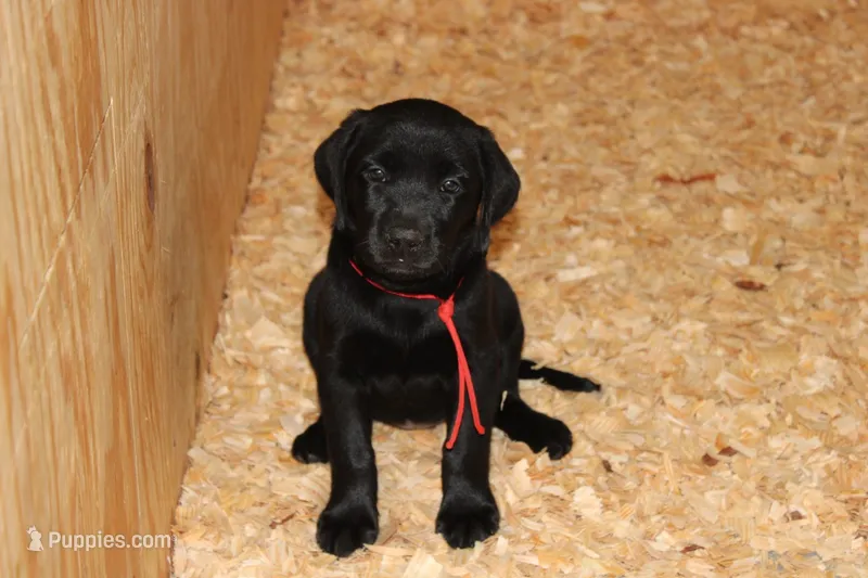 Birdie pup Black Female Red – Labrador Retriever puppy for sale in Crewe, VA