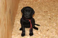 Birdie pup Black Female Red, a male Labrador Retriever for sale in Crewe, VA – 1 of 6