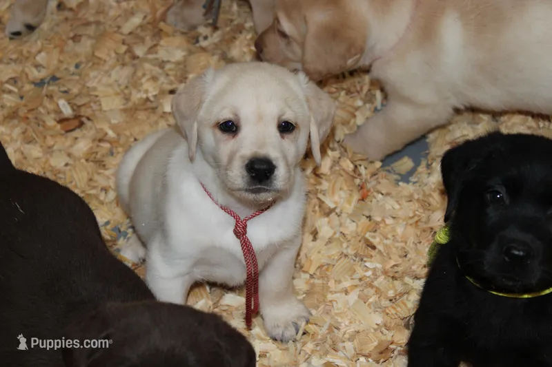 Daisy pup Yellow male Red/white – Labrador Retriever puppy for sale in Crewe, VA
