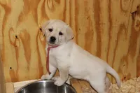 Daisy pup Yellow male Red/white, a male Labrador Retriever for sale in Crewe, VA – 2 of 8