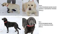 Daisy pup Yellow male Red/white, a male Labrador Retriever for sale in Crewe, VA – 8 of 8