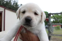Daisy pup Yellow male Red/white, a male Labrador Retriever for sale in Crewe, VA – 6 of 8