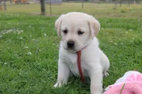 Daisy pup Yellow male Red/white, a male Labrador Retriever for sale in Crewe, VA – 4 of 8