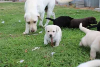 Daisy pup Yellow male Red/white, a male Labrador Retriever for sale in Crewe, VA – 5 of 8