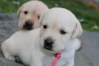 Daisy pup Yellow male Red/white, a male Labrador Retriever for sale in Crewe, VA – 7 of 8