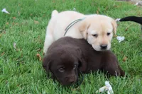 Daisy pup Yellow male Lt.Blue, a male Labrador Retriever for sale in Crewe, VA – 5 of 8