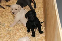 Birdie pup Black Female Black, a male Labrador Retriever for sale in Crewe, VA – 2 of 9
