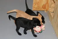 Birdie pup Black Female Rainbow, a male Labrador Retriever for sale in Crewe, VA – 3 of 7