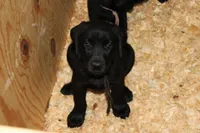 Birdie pup Black Female Black, a male Labrador Retriever for sale in Crewe, VA – 4 of 9
