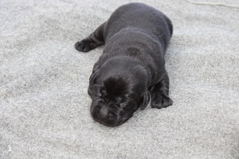 Daisy pup Black Female – Labrador Retriever puppy for sale in Crewe, VA