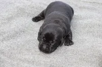 Daisy pup Black Female, a female Labrador Retriever for sale in Crewe, VA – Photo 1 of 3