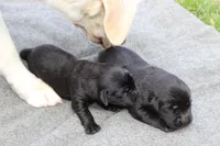 Daisy pup Black Female, a female Labrador Retriever for sale in Crewe, VA – Photo 2 of 3