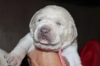 Birdie pup Yellow female, a male Labrador Retriever for sale in Crewe, VA – 2 of 4